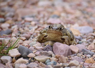 Common frog (Rana temporaria) on gravel ground