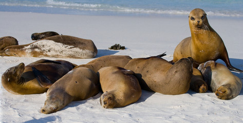 Sea lions on the beach. Sitting in full growth. Galapagos. perfect illustration.
