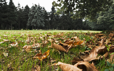 Dry leaves on the ground in a beautiful autumn forest