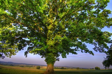 Fototapeta premium Eiche im Sommer