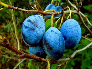 Italian prune plums on tree