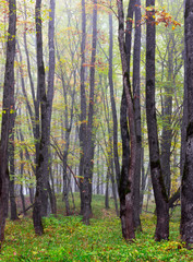 trunks of oak trees in the autumn foggy wood