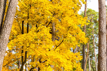 Золотой клён © poninka