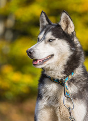 portrait de chien husky