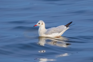 Left side of Common Black-headed Gull (Chroicocephalus ridibundus) floating on the water in nature of Thailand