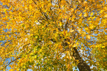 Diagonal imaged tree with yellowed leaves