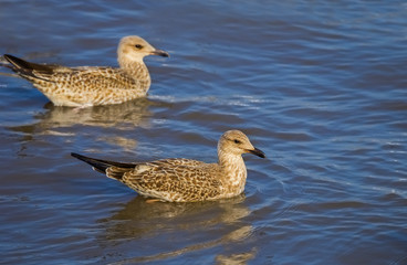 Couple of  Heuglin's Gull (Larus heuglini) in nature of Thailand