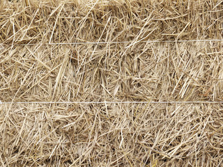 Hay background as a front view of a bale of hay as an agriculture farm and farming symbol of harvest time with dried grass straw as a bundled tied haystack