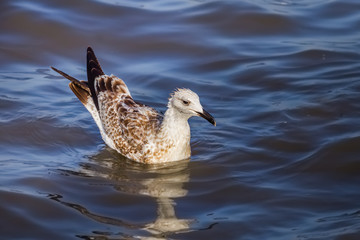  Young Mongolian Gull(Larus mongolicus) in nature of Thailand