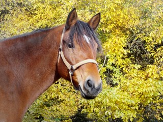 Autumn horse portrait