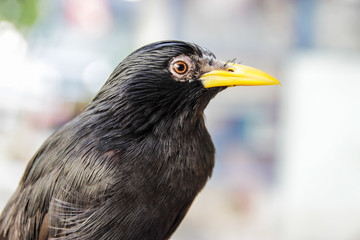 closeup Common Myna (Acridotheres)