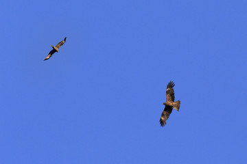 Golden eagle is flying in blue sky.