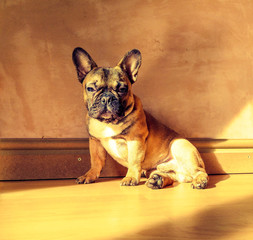 Obraz premium Posing French Bulldog rustic background