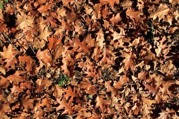 Paysage d'automne.