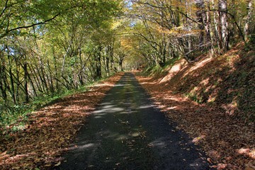 Fototapeta na wymiar Route en automne.