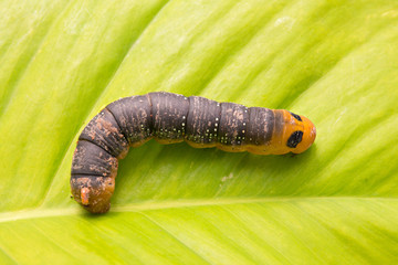 Worm on a leaf.