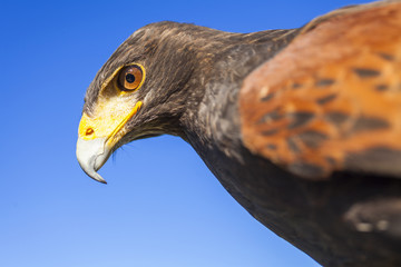 Harris Hawk