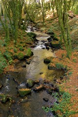 Cours d'eau en automne.