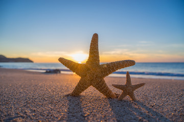 Fototapeta na wymiar starfish on the beach at sunrise