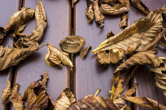 Herbstbl&auml;tter auf einem Gartentisch