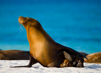 Sea lion on the beach. Sitting in full growth. Galapagos. perfect illustration.