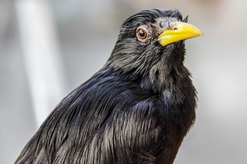 closeup Common Myna (Acridotheres)