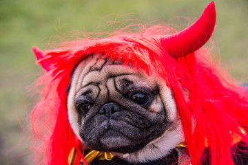 Dog Mops. A dog wearing a devil costume with horns