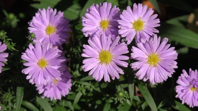 Aster in the nature 