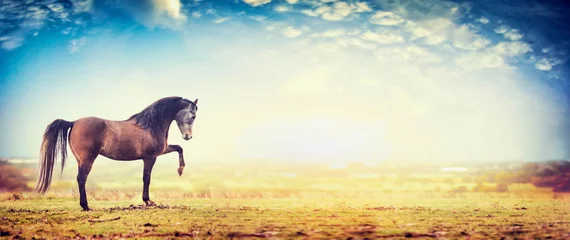 Fotobehang paard staat met een verhoogde voorvoet op weiland en hemelachtergrond, spandoek © VICUSCHKA