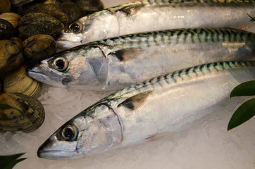 Three Fresh Mackerel