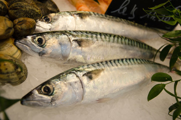 Three Fresh beautiful  Mackerel