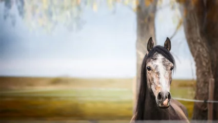 Foto op Plexiglas paard staat en kijkt naar de camera over de natuurachtergrond met boom en gebladerte, banner © VICUSCHKA