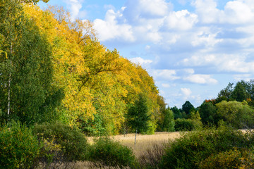 autumn landscape with yellow trees against the blue sky on a sun