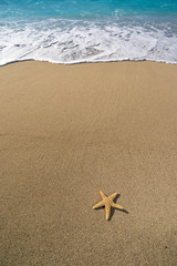 starfish on the beach