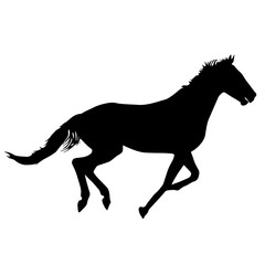  silhouette of black mustang horse