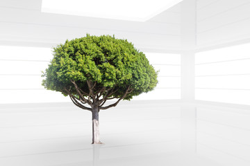 Green tree in a clean white modern interior