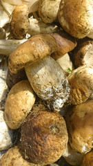 cèpes de Bordeaux 26102015