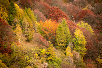 Obraz premium Autumn Colors Wood