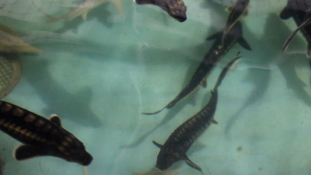 sturgeon fish swimming in pool