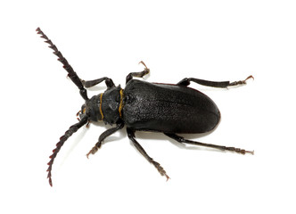 black beetle