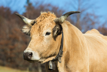 portrait de vache