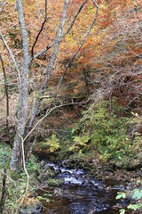 automne en Auvergne