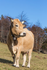vache au pré