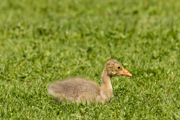 newly hatched gosling resting on grass