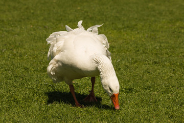 white goose grazing on meadow