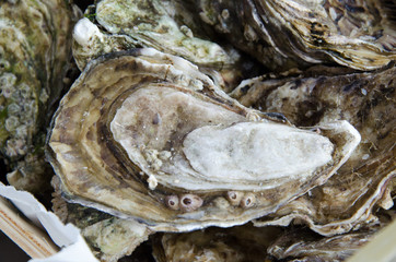 One nice Oyster beautiful
