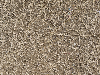 dry grass on ground background