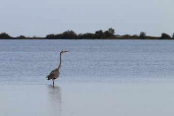Grey heron close up