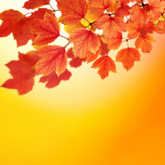 Fototapeta premium branch with autumn leaves