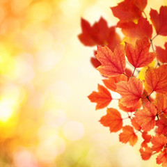 Naklejka na ściany i meble branch with autumn leaves